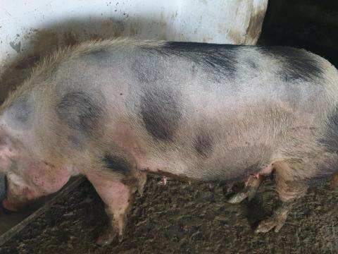 Eladó kétszer fialt koca Eladó kétszer fialt koca