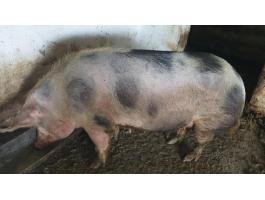 Eladó kétszer fialt koca