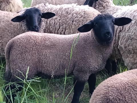 2 suffolk és 1 dorper fajtatiszta kos bárány gazdát keres 2 suffolk és 1 dorper fajtatiszta kos bárány gazdát keres