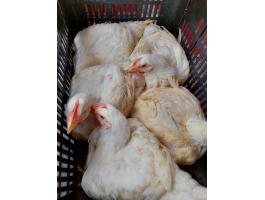 Fehér Csirke 1.5 - 1.8 kg-os súlyban Eladó Készletről Debrecenben
