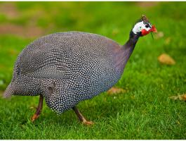 Napos GIGANT GYÖNGYÖS Rendelhető Debrecenben