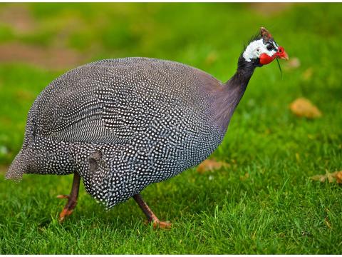 Napos GIGANT GYÖNGYÖS Rendelhető Debrecenben