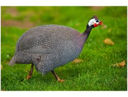 Napos GIGANT GYÖNGYÖS Rendelhető Debrecenben