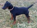 Törzskönyves jagdterrier szuka