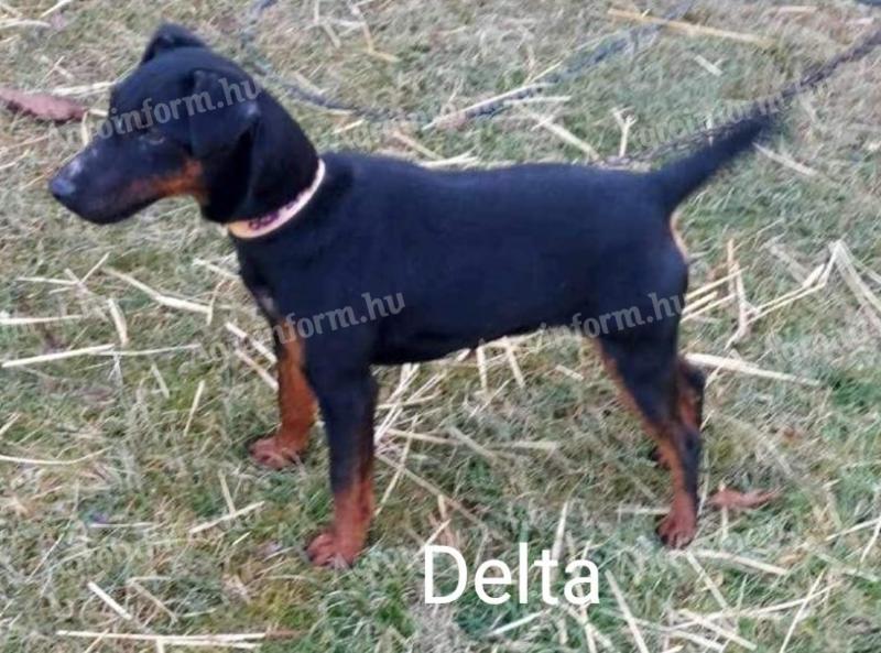 Törzskönyves jagdterrier szuka