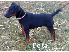 Törzskönyves jagdterrier szuka