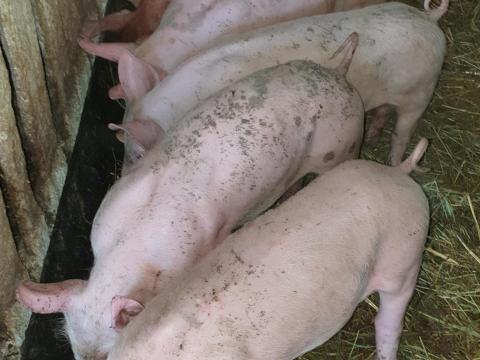 Gazdát cserél 10 db szép malac Gazdát cserél 10 db szép malac