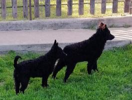 Mudi kutya Doriental Mudi Kennel