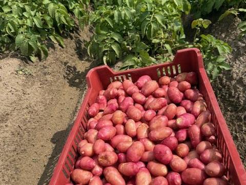 Burgonya parázs eladó Mórahalmon Burgonya parázs eladó Mórahalmon