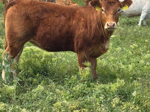 Pedigrees Limousin Vemhes üszők Pedigrees Limousin Vemhes üszők