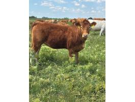 Pedigrees Limousin Vemhes üszők