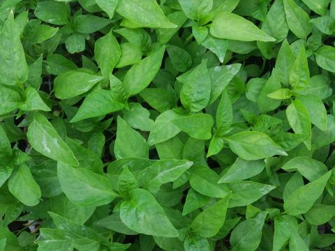 Szegedi fűszerpaprika palánta Szegedi fűszerpaprika palánta
