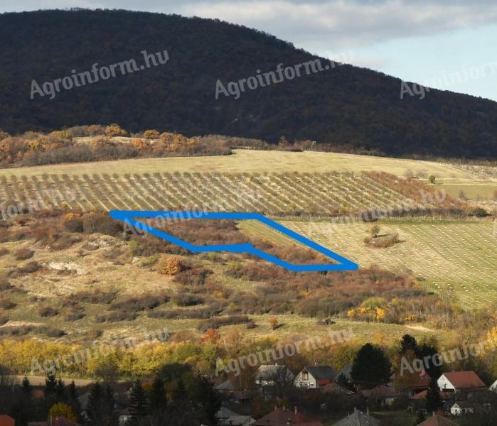 Földterület és pince