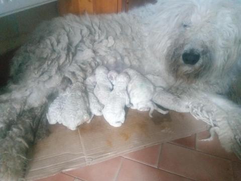 Komondor fajtajellegű kölykök Komondor fajtajellegű kölykök