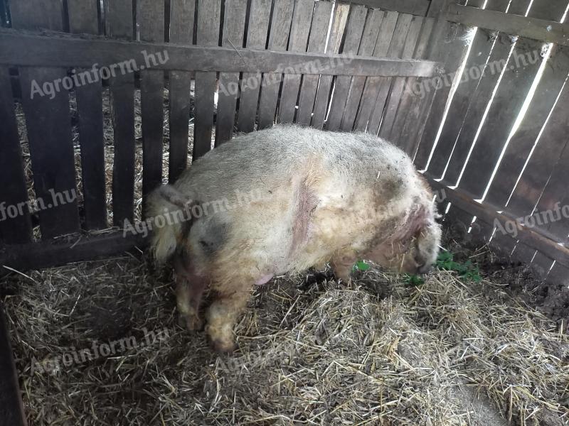 Mangalica tenyészkan eladó
