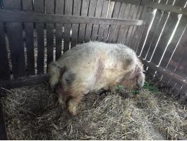Mangalica tenyészkan eladó