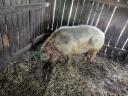 Mangalica tenyészkan eladó