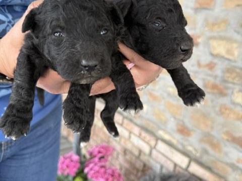 Pumi Pumi