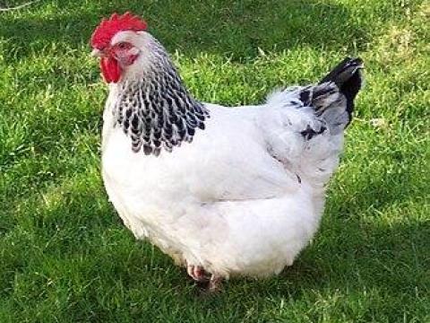 Sussex csibe keltetése, eladása rendelésre. Tojás eladó Sussex csibe keltetése, eladása rendelésre. Tojás eladó