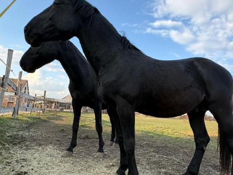 Eladó a képeken látható mén lovak Eladó a képeken látható mén lovak