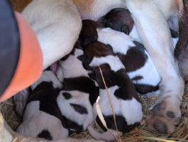 Munkavonalú törzskönyvezett foxterrier kan kölykök