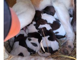 Munkavonalú törzskönyvezett foxterrier kan kölykök