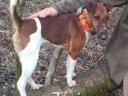 Munkavonalú törzskönyvezett foxterrier kan kölykök