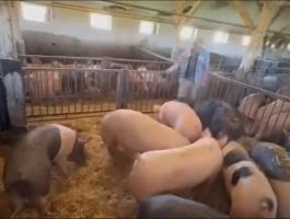 Húsjellegű hízósertések eladók Mélykútról (Bács-Kiskun vármegye)