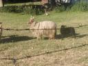 Racka birka