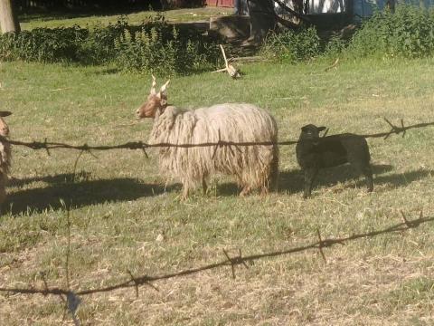 Racka birka Racka birka