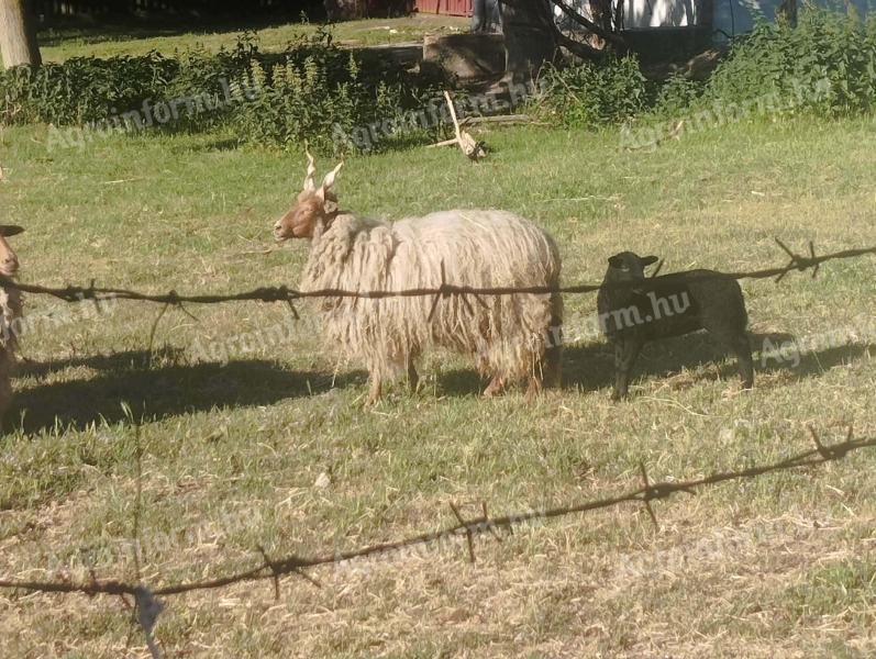 Racka birka