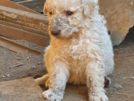 Kuvasz kölykök