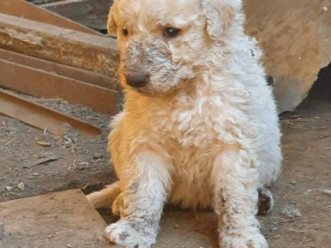Kuvasz kölykök Kuvasz kölykök