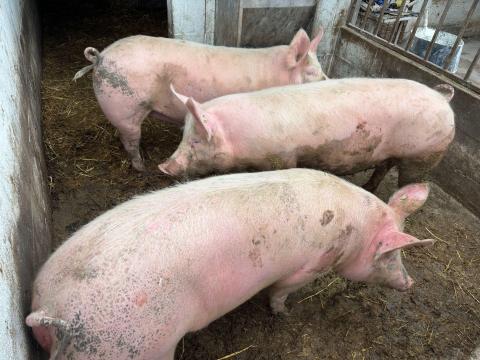 Vemhes elő hasú Topigs kocák