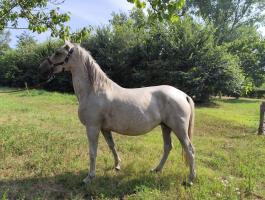 Foglalható lipicai kanca