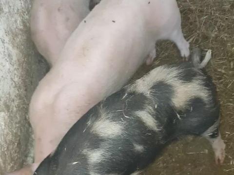 Eladó 3 db ártány süldő és 10 db szép malac