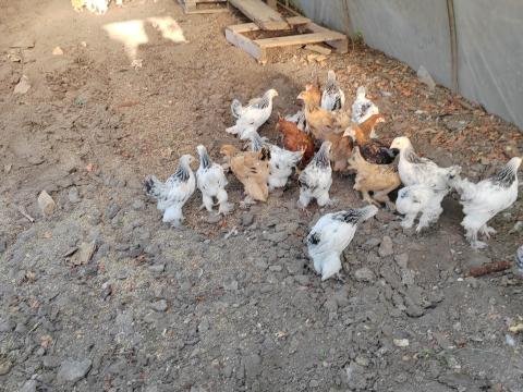8 hetes Columbian Brahma csibék eladók Mosonszentmiklóson 8 hetes Columbian Brahma csibék eladók Mosonszentmiklóson