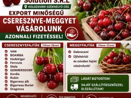 Cseresznye-meggy felvásárlás