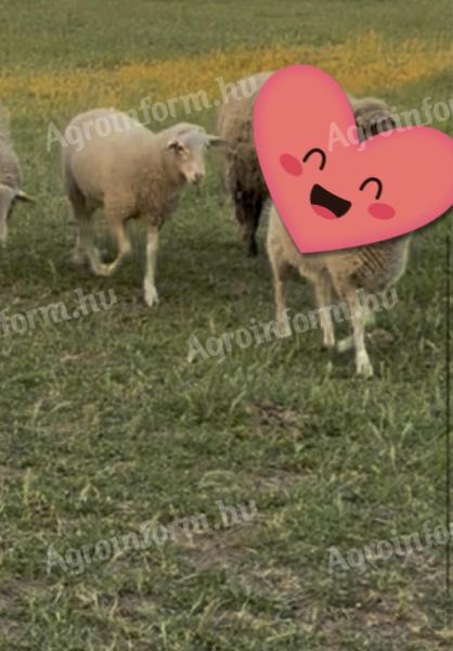 Választási kos