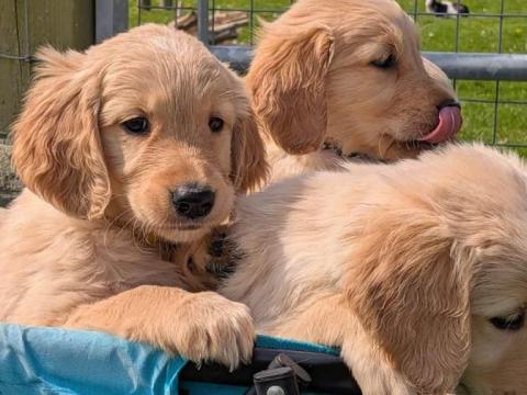 Golden Retriever kölykök örökbefogadásra