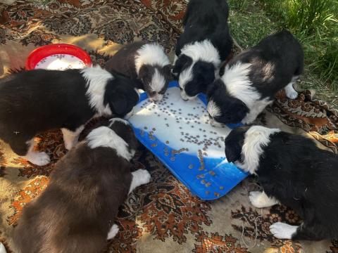 Border collie fajtajellegű kiskutyák Border collie fajtajellegű kiskutyák