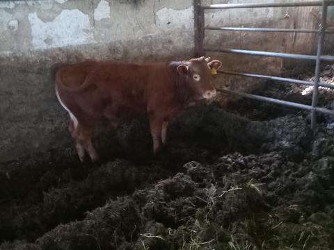 Eladó bika borjú Eladó bika borjú