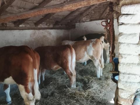 Eladó üszők iregszemcse Eladó üszők iregszemcse