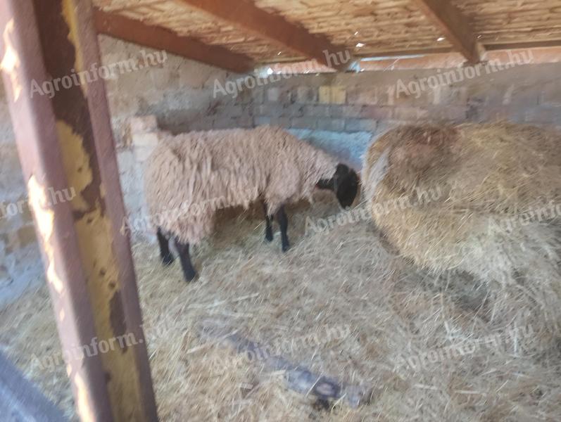 Eladó tejelő cigàja kos és két anyajuh