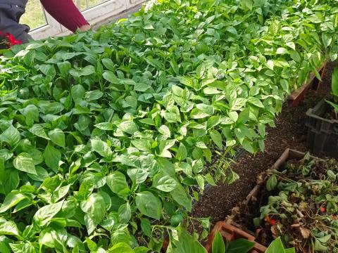 Bolero paprika palánta Bolero paprika palánta