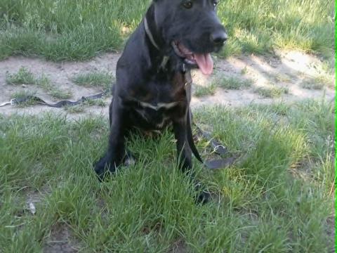Schnauzer-cane corso fajtatiszta jellegű kutya Schnauzer-cane corso fajtatiszta jellegű kutya
