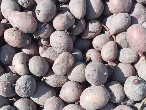 Balatoni rózsa vetőméretű burgonya eladó Balatoni rózsa vetőméretű burgonya eladó