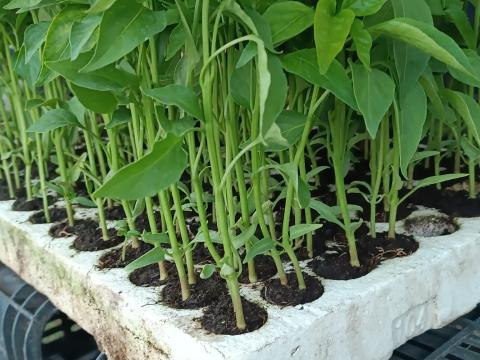 Fűszerpaprika palánta Fűszerpaprika palánta