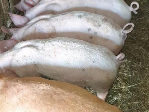 Eladó 8 db Topigs tempo malac Eladó 8 db Topigs tempo malac