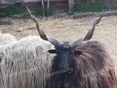 Racka kosok